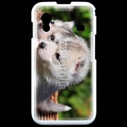 Coque Samsung ACE S5830 Chiot Husky de Sibérie 3