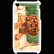 Coque iPhone 3G / 3GS Chiot King Charles 2
