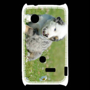 Coque Sony Xperia Typo Chiot blanc et gris 1