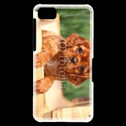 Coque Blackberry Z10 Chiot King Charles 2