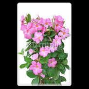 Etui carte bancaire Fleurs Dipladénia