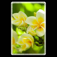 Etui carte bancaire Fleurs Frangipane