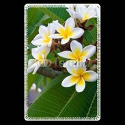 Etui carte bancaire Fleurs Frangipane 2
