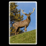 Etui carte bancaire Cerf 3