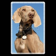 Etui carte bancaire Chien de chasse Braque