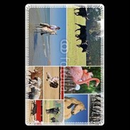 Etui carte bancaire Beauté de la camargue