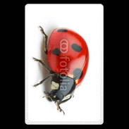 Etui carte bancaire Coccinelle 4