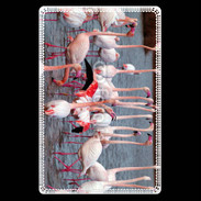 Etui carte bancaire flamand rose