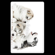 Etui carte bancaire Trio de chiots