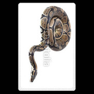 Etui carte bancaire Python royal