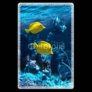 Etui carte bancaire Poisson tropical