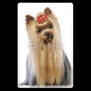 Etui carte bancaire Yorkie de face