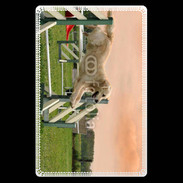 Etui carte bancaire Agility Golden retriever