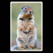 Etui carte bancaire Marmotte 2