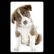 Etui carte bancaire Chiot Colley marron et blanc