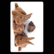Etui carte bancaire Gardien de lapins