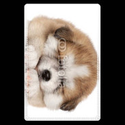 Etui carte bancaire Chiot chien loup 5