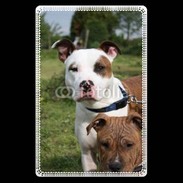 Etui carte bancaire Chien Staffordshire