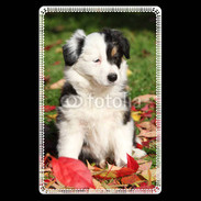 Etui carte bancaire Adorable chiot Border collie