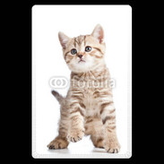 Etui carte bancaire Adorable chaton 7