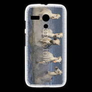 Coque Motorola G Chevaux de Camargue 1