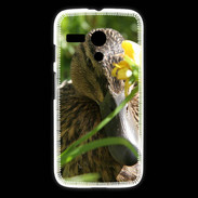 Coque Motorola G Canard sauvage PB 1