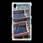 Coque Sony Xpéria Z1 Conchyliculteur