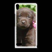 Coque Huawei Ascend P6 Chien labrador chocolat 3
