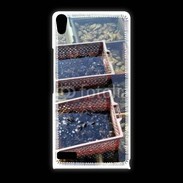 Coque Huawei Ascend P6 Conchyliculteur