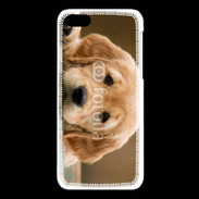 Coque iPhone 5C Chiot labrador golden 2