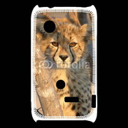 Coque Sony Xperia Typo Jeune félin