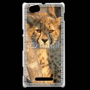 Coque Sony Xperia M Jeune félin