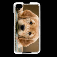 Coque Blackberry Z30 Chiot labrador golden 2