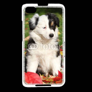 Coque Blackberry Z30 Adorable chiot Border collie