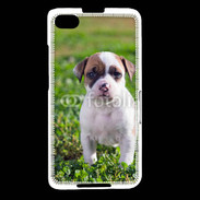 Coque Blackberry Z30 Chiot American Staffordshire terrier 