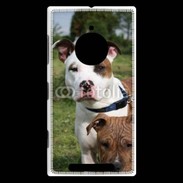 Coque Nokia Lumia 830 Chien Staffordshire