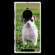 Coque Nokia Lumia 830 Chiot American Staffordshire terrier 
