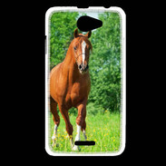 Coque HTC Desire 516 Cheval arabe robe marron et blanche