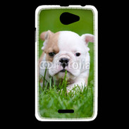 Coque HTC Desire 516 Petit Bulldog anglais