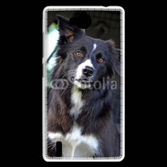 Coque Huawei Ascend G740 Border collie 500