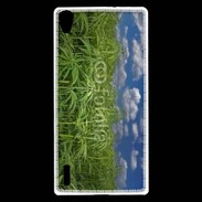 Coque Huawei Ascend P7 Champs de cannabis