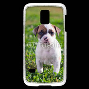 Coque Samsung Galaxy S5 Mini Chiot American Staffordshire terrier 