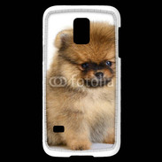 Coque Samsung Galaxy S5 Mini Chiot Pomeranian 15