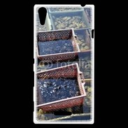 Coque Sony Xperia T3 Conchyliculteur