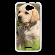 Coque HTC Desire 516 Portrait de chiot Labrador 800