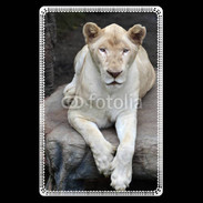 Etui carte bancaire Lionne albinos 100