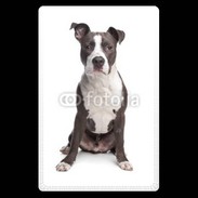 Etui carte bancaire American Staffordshire Terrier puppy