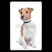 Etui carte bancaire Jack Russel terrier 600