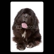 Etui carte bancaire Chiot Terre neuve 500