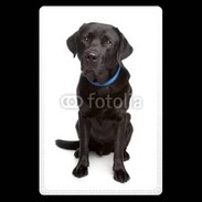 Etui carte bancaire Labrador noir adulte 600